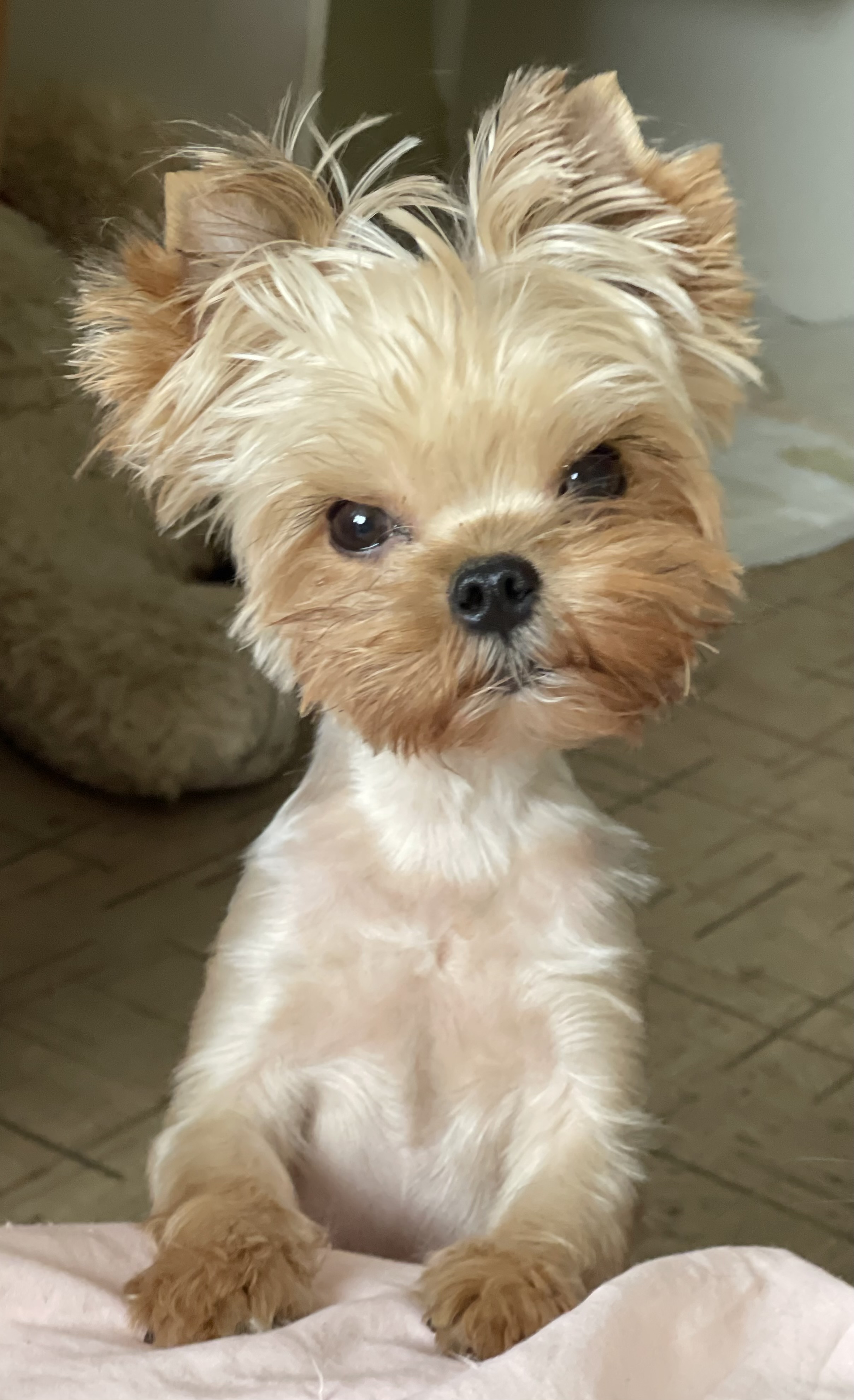 Star Queen STAR QUEEN CATARINA &mdash; Labaza DogPedigree YorkshireTerrier